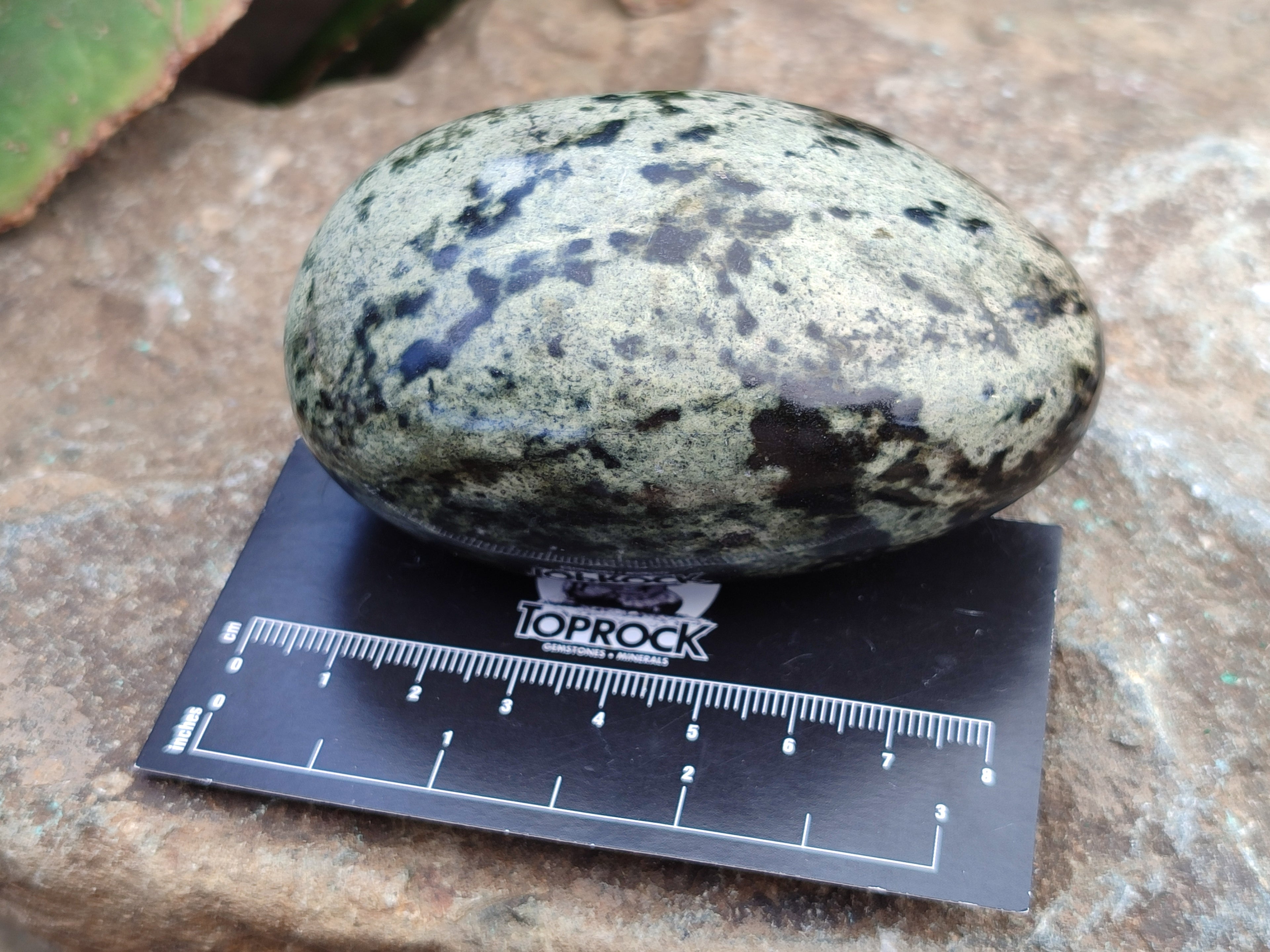 Polished Leopard Stone Free Forms x 6 From Zimbabwe - Toprock Gemstones and Minerals 