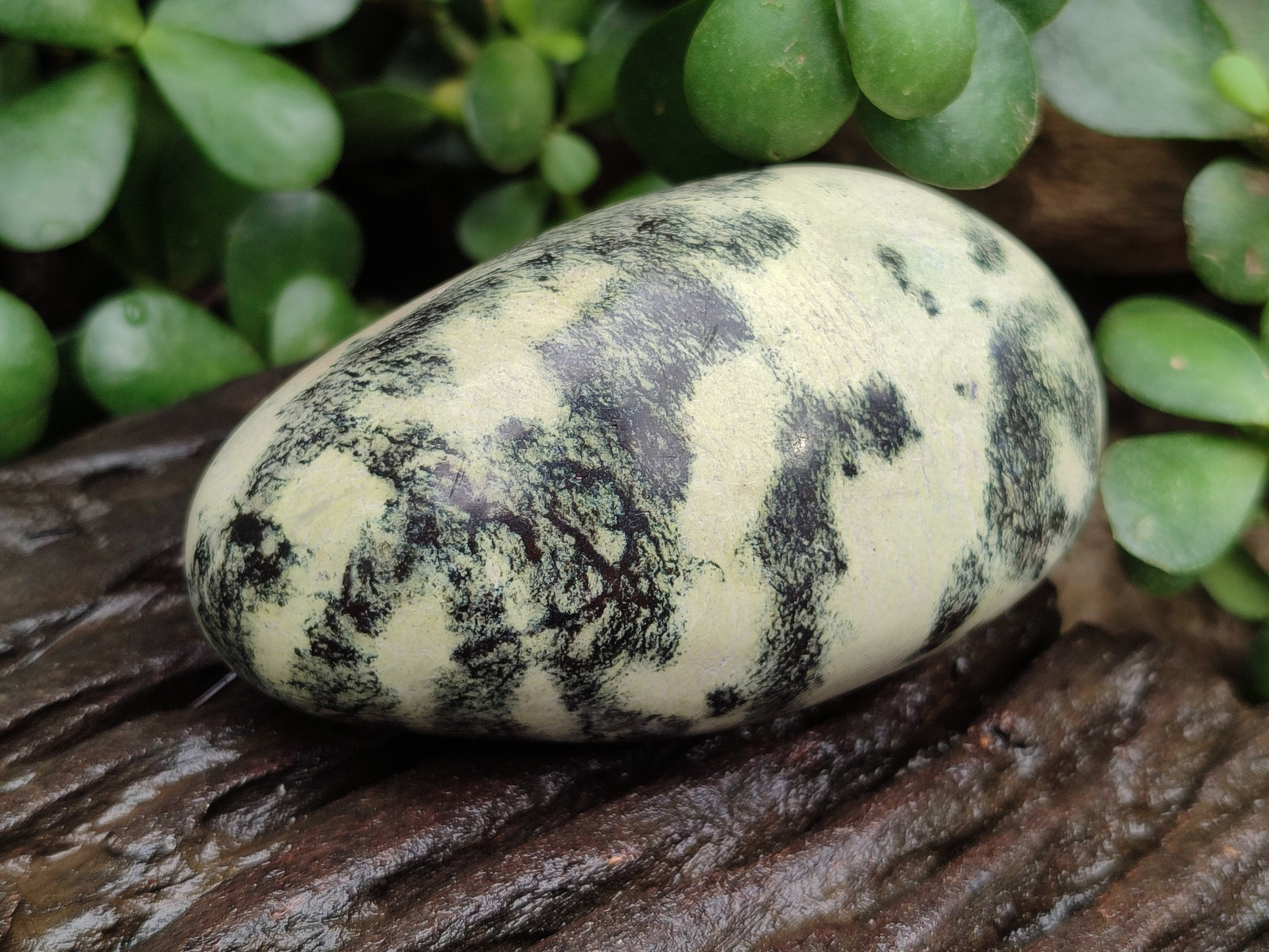 Polished Leopard Stone Free Forms x 6 From Zimbabwe - Toprock Gemstones and Minerals 