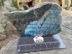 Polished on One Side Labradorite Slices x 12 From Tulear, Madagascar - Toprock Gemstones and Minerals 