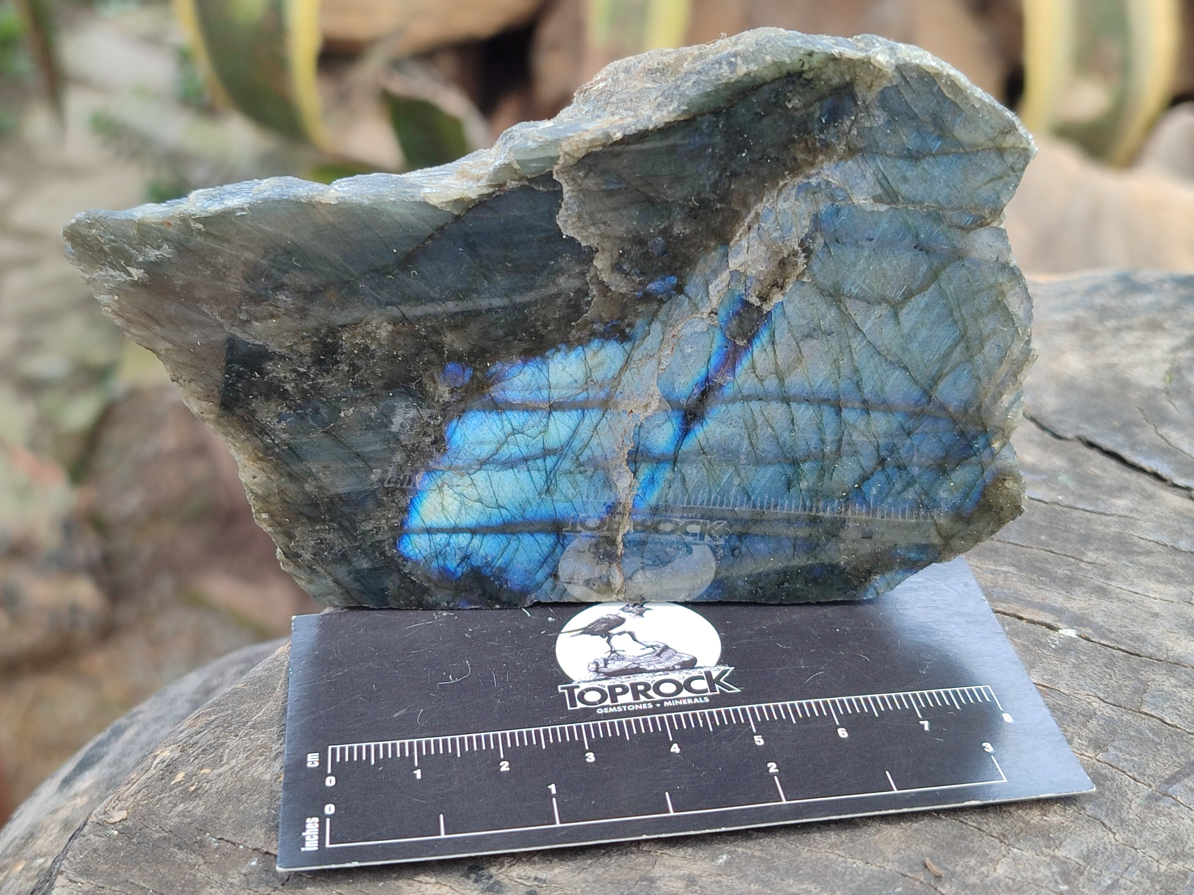 Polished on One Side Labradorite Slices x 12 From Tulear, Madagascar - Toprock Gemstones and Minerals 