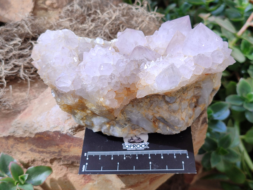Natural Lilac Cactus Spirit Quartz Clusters x 2 From South Africa - Toprock Gemstones and Minerals 