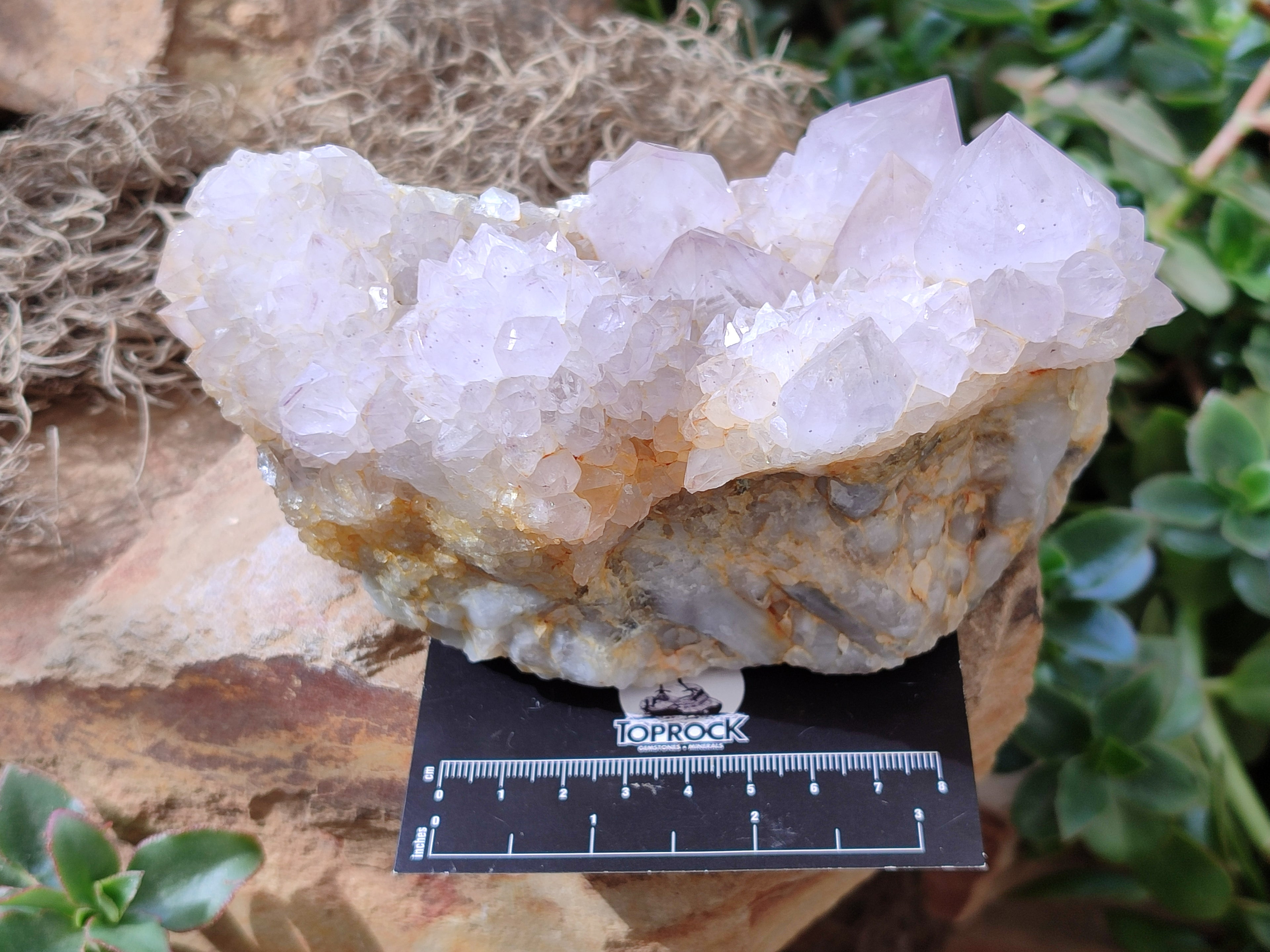 Natural Lilac Cactus Spirit Quartz Clusters x 2 From South Africa - Toprock Gemstones and Minerals 