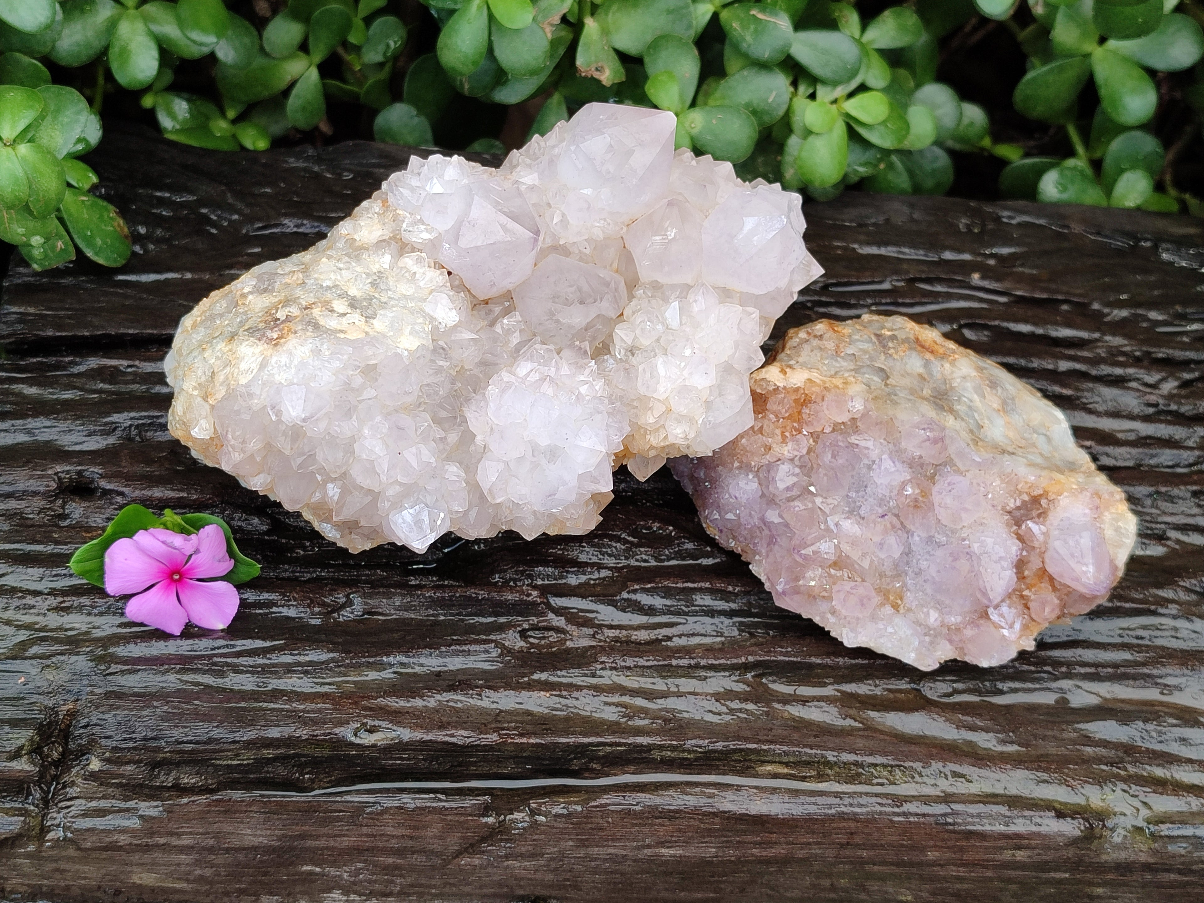 Natural Lilac Cactus Spirit Quartz Clusters x 2 From South Africa - Toprock Gemstones and Minerals 