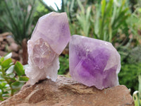 Natural Jacaranda Amethyst Quartz Crystals x 12 From Mumbwa, Zambia