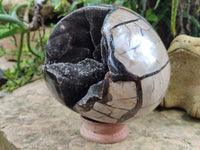 Polished Septerye Sauvage "Dragons Egg" x 1 From Mahajanga, Madagascar