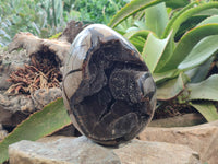 Polished Septerye Sauvage "Dragons Egg" x 1 From Mahajanga, Madagascar