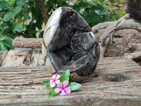 Polished Septerye Sauvage "Dragons Egg" x 1 From Mahajanga, Madagascar