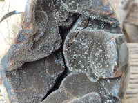Polished Septerye Sauvage "Dragons Egg" x 1 From Mahajanga, Madagascar