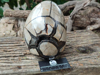 Polished Septerye Sauvage "Dragons Egg" x 1 From Mahajanga, Madagascar