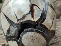 Polished Septerye Sauvage "Dragons Egg" x 1 From Mahajanga, Madagascar