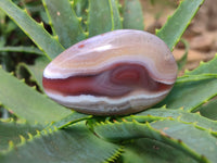 Polished Red Sashe River Agate Free Forms x 12 From Zimbabwe