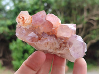 Natural Ametrine Cactus Spirit Quartz Clusters x 12 From South Africa