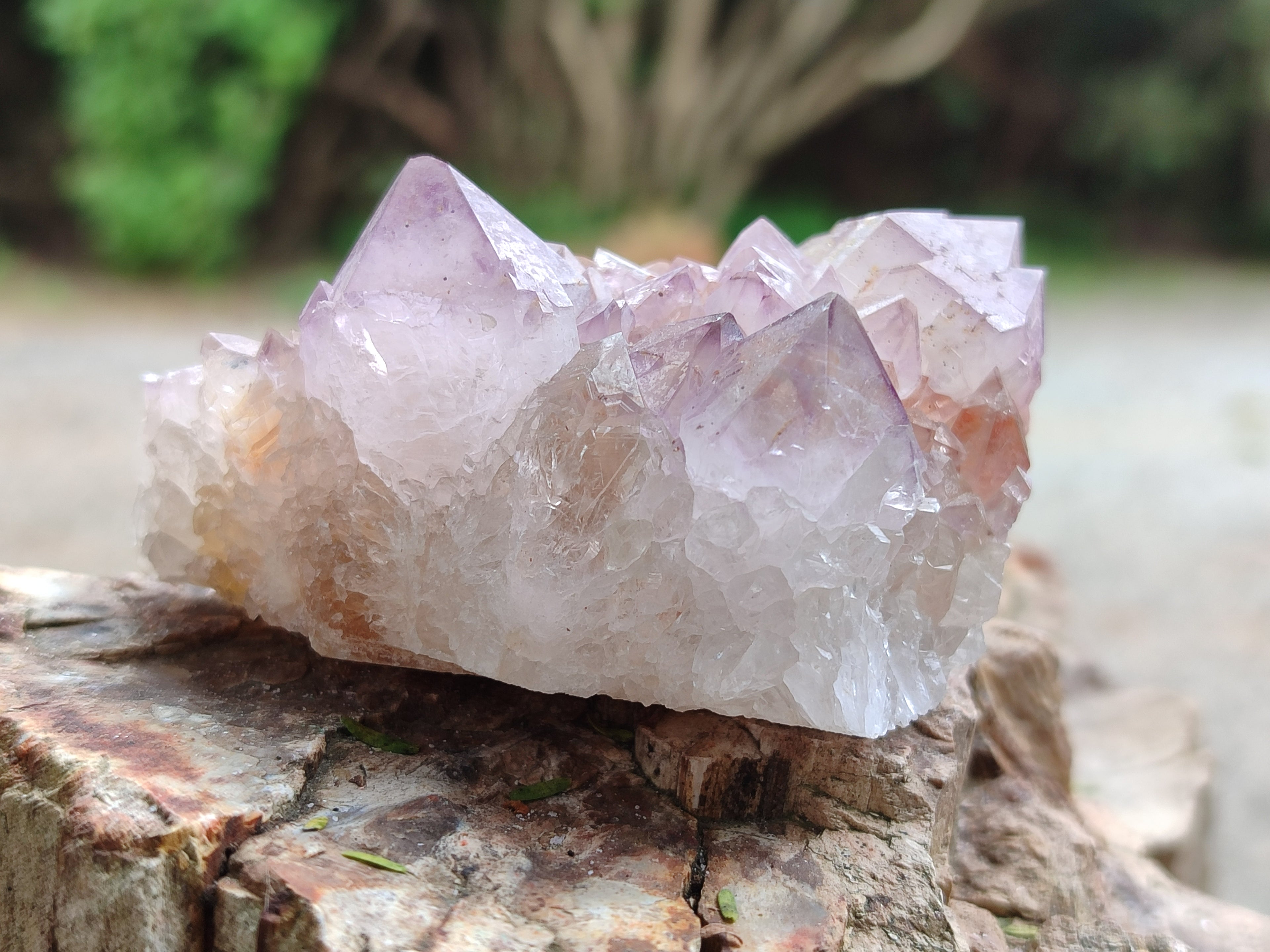 Natural Ametrine Cactus Spirit Quartz Clusters x 12 From South Africa - Toprock Gemstones and Minerals 