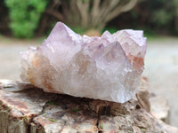 Natural Ametrine Cactus Spirit Quartz Clusters x 12 From South Africa