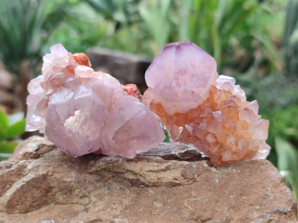 Natural Ametrine Cactus Spirit Quartz Clusters x 12 From South Africa - Toprock Gemstones and Minerals 