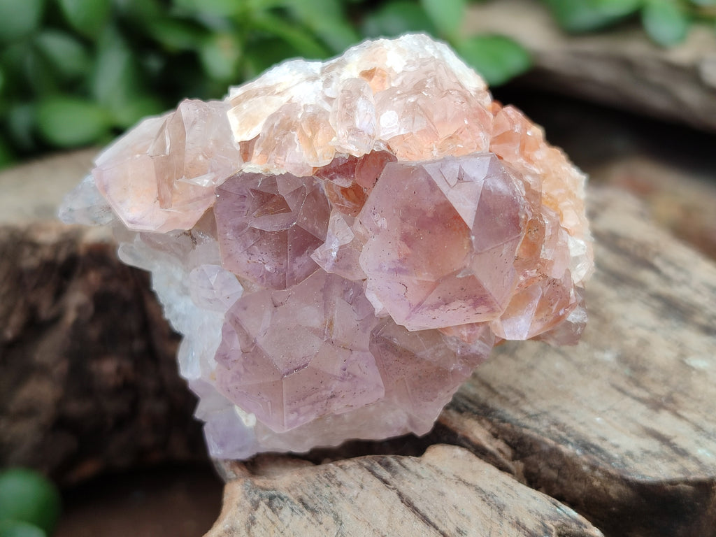 Natural Ametrine Cactus Spirit Quartz Clusters x 12 From South Africa - Toprock Gemstones and Minerals 