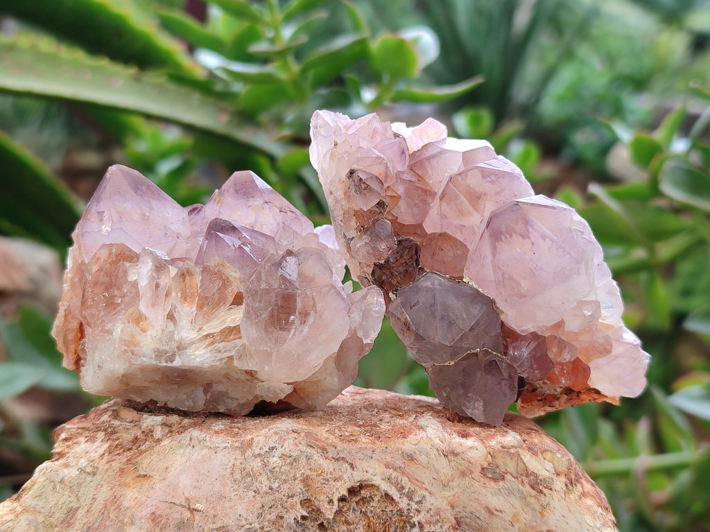 Natural Ametrine Cactus Spirit Quartz Clusters x 12 From South Africa - Toprock Gemstones and Minerals 