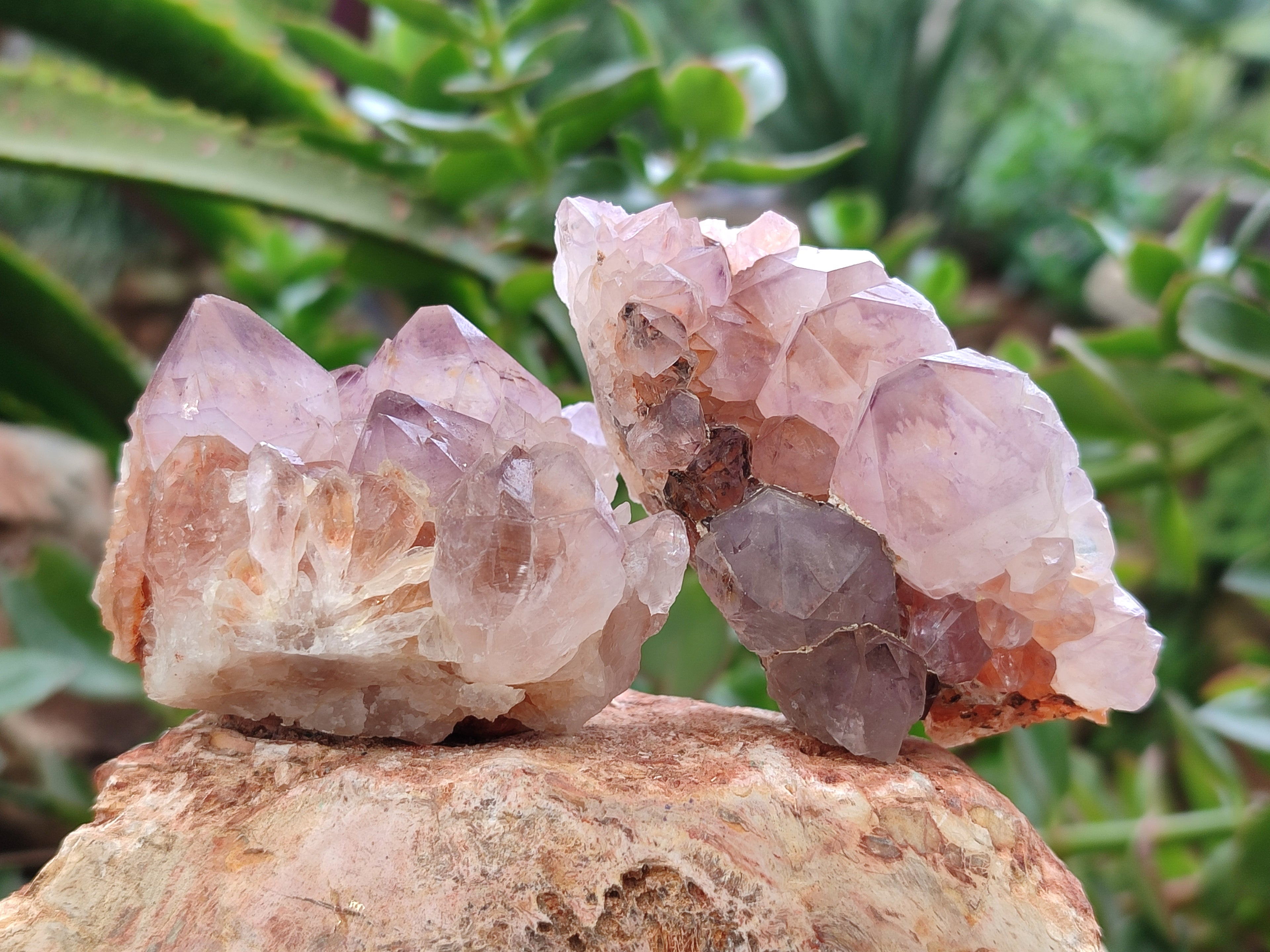 Natural Ametrine Cactus Spirit Quartz Clusters x 12 From South Africa - Toprock Gemstones and Minerals 