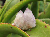 Natural Ametrine Cactus Spirit Quartz Clusters x 12 From South Africa