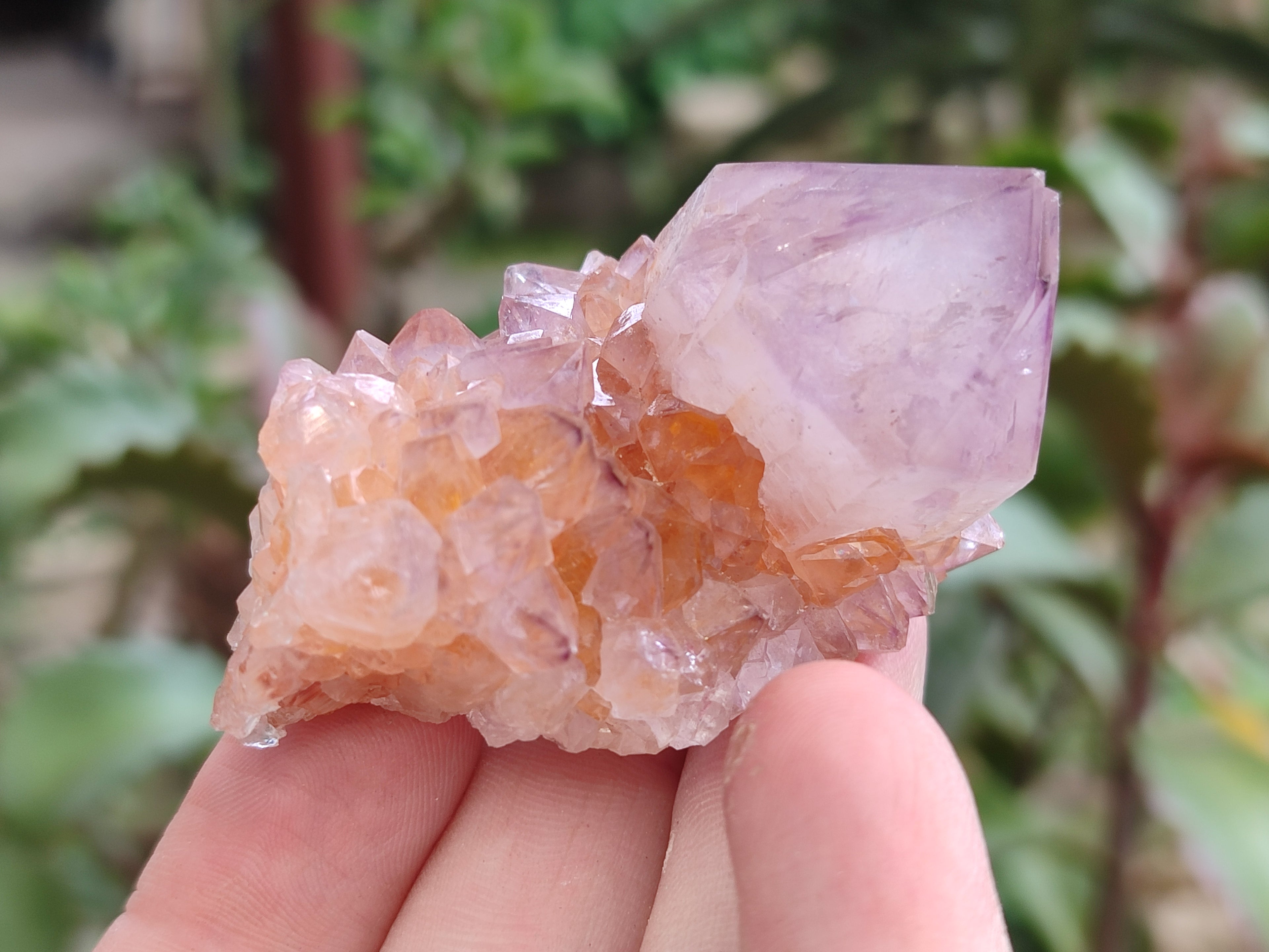 Natural Ametrine Cactus Spirit Quartz Clusters x 12 From South Africa - Toprock Gemstones and Minerals 
