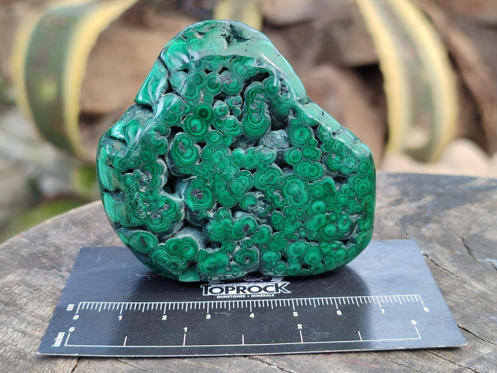 Polished Flower Banded Malachite Free Forms x 6 From Congo - Toprock Gemstones and Minerals 