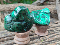 Polished Flower Banded Malachite Free Forms x 6 From Congo