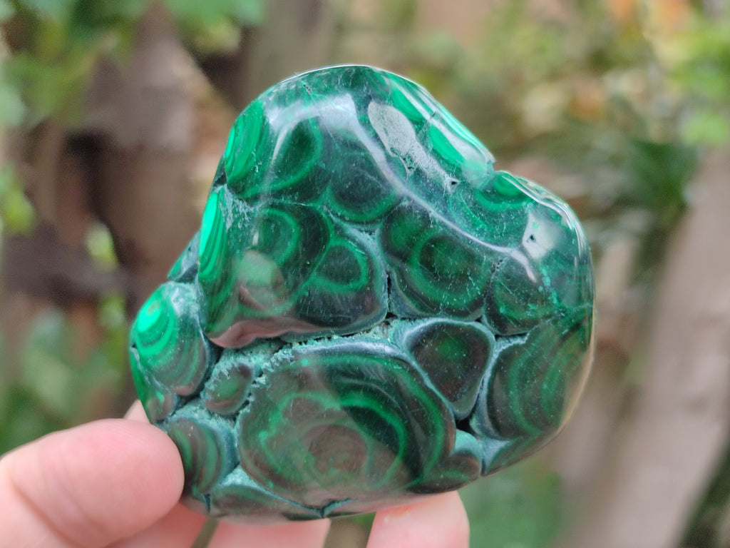 Polished Flower Banded Malachite Free Forms x 6 From Congo - Toprock Gemstones and Minerals 