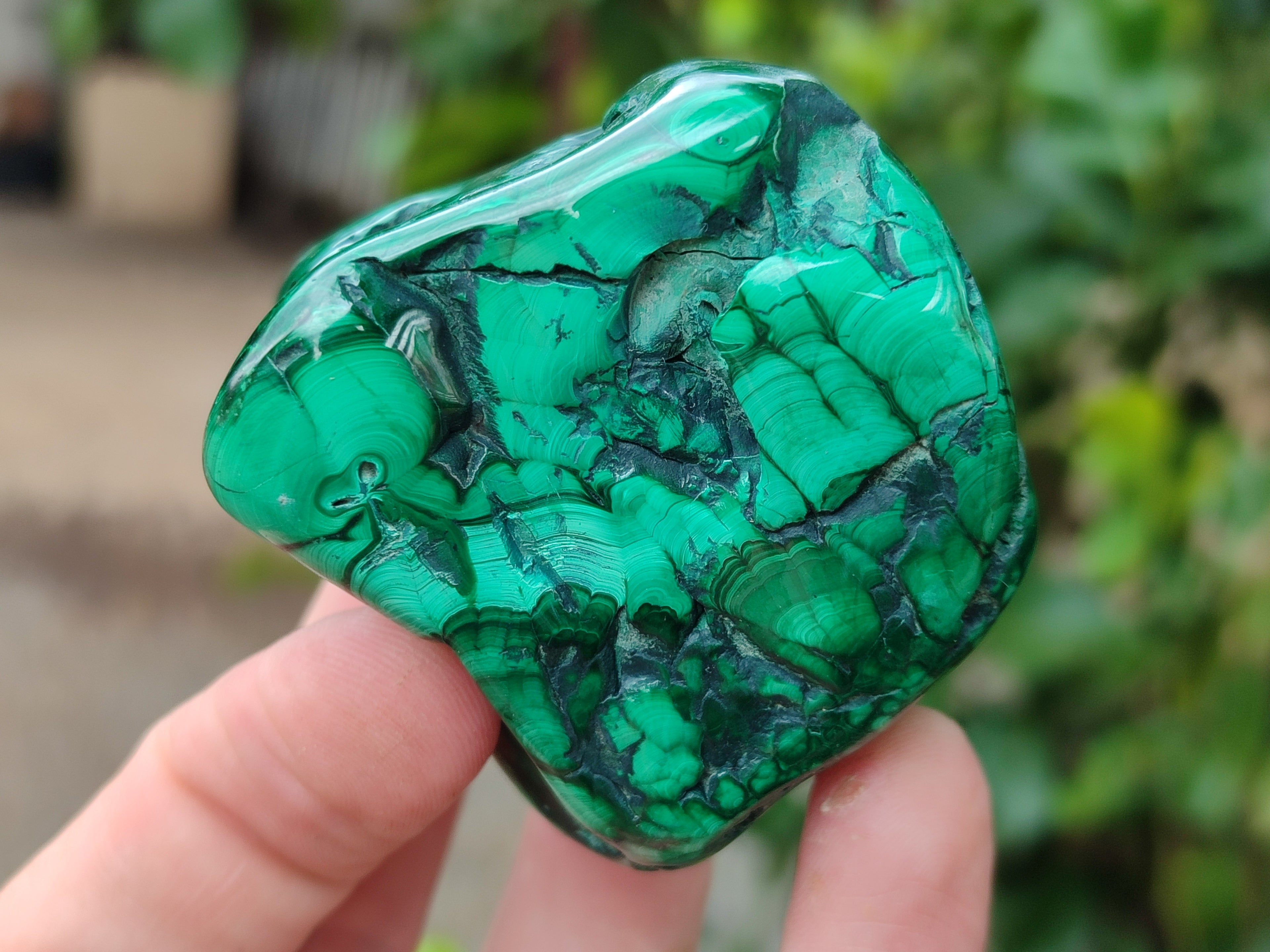 Polished Flower Banded Malachite Free Forms x 6 From Congo - Toprock Gemstones and Minerals 