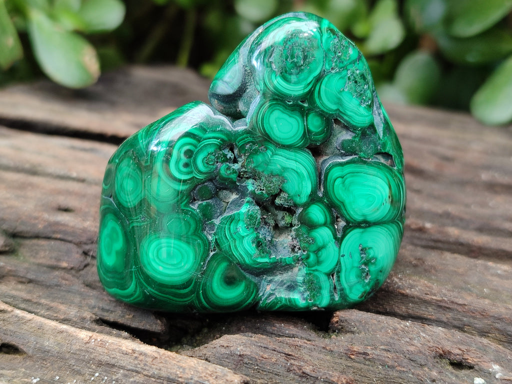 Polished Flower Banded Malachite Free Forms x 6 From Congo - Toprock Gemstones and Minerals 