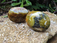 Polished Mix Of Selected Palm Stones x 12 From Madagascar