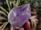 Natural Jacaranda Amethyst Single Quartz Crystals x 35 From Mumbwa, Zambia - Toprock Gemstones and Minerals 