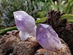 Natural Jacaranda Amethyst Single Quartz Crystals x 35 From Mumbwa, Zambia - Toprock Gemstones and Minerals 