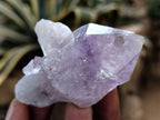 Natural Jacaranda Amethyst Single Quartz Crystals x 35 From Mumbwa, Zambia - Toprock Gemstones and Minerals 