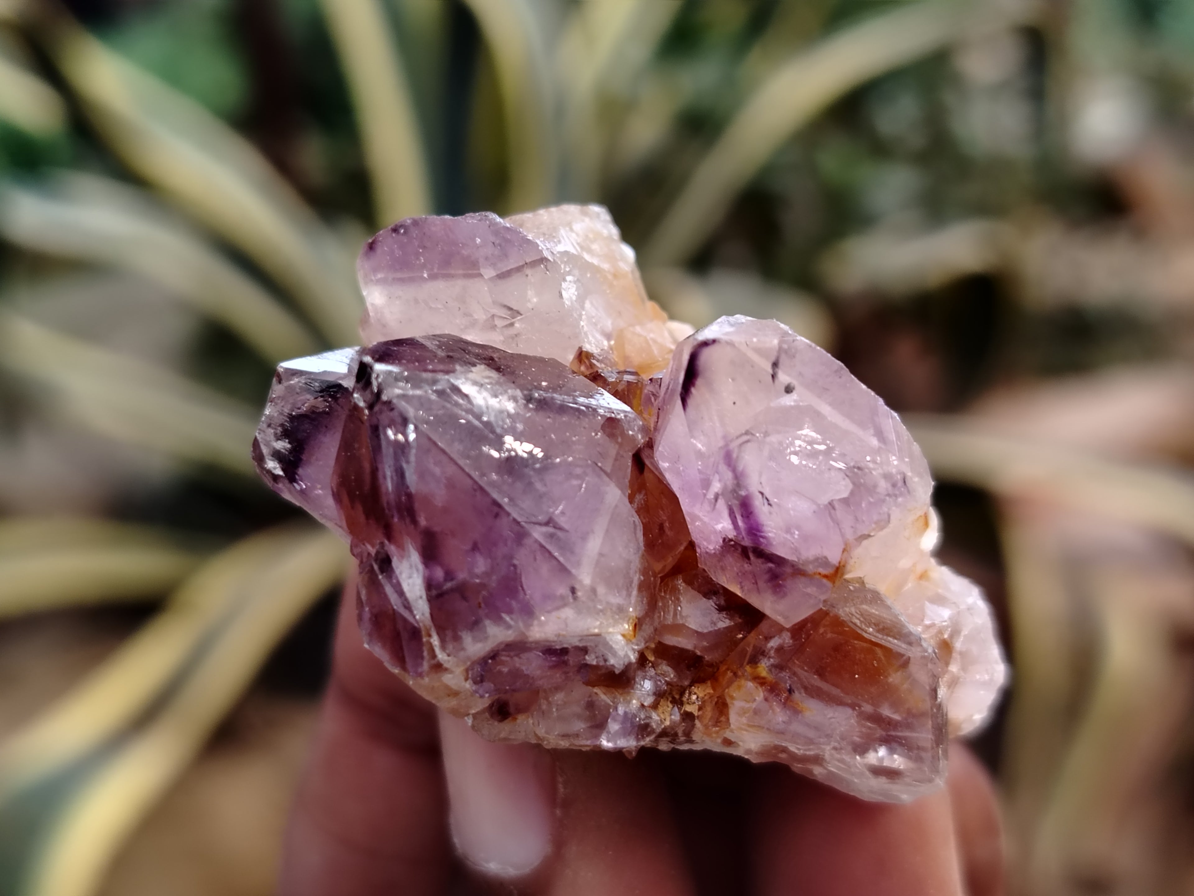 Natural Dark Purple Smokey Amethyst Spirit Quartz Clusters x 35 From South Africa - Toprock Gemstones and Minerals 
