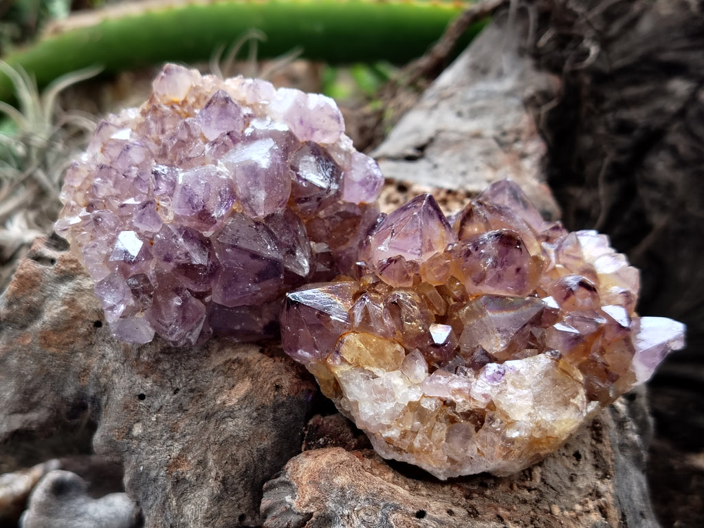 Natural Dark Amethyst Spirit Quartz Clusters x 12 From Boekenhouthoek, South Africa - Toprock Gemstones and Minerals 