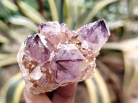 Natural Dark Amethyst Spirit Quartz Clusters x 12 From Boekenhouthoek, South Africa - Toprock Gemstones and Minerals 