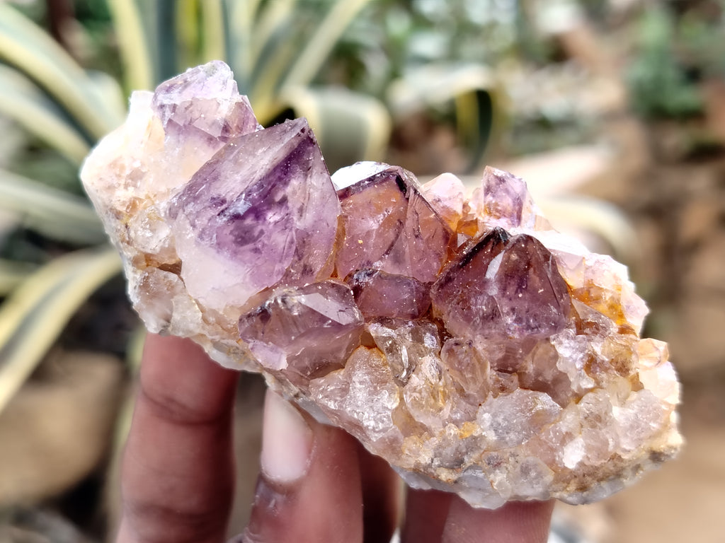 Natural Dark Amethyst Spirit Quartz Clusters x 12 From Boekenhouthoek, South Africa - Toprock Gemstones and Minerals 