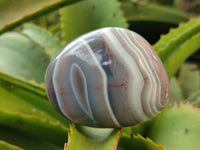 Polished Sashe River Agate Free Forms x 12 From Zimbabwe