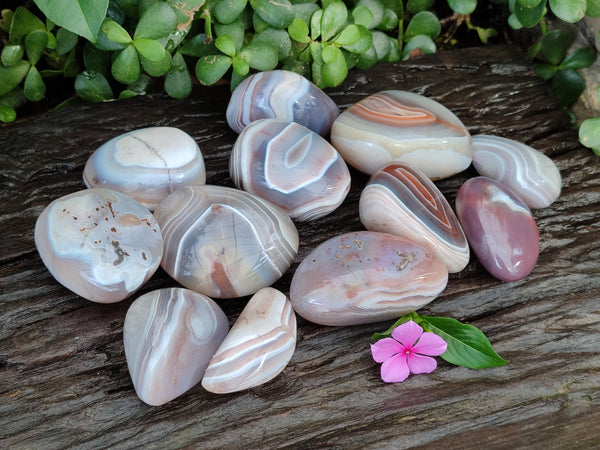 Polished Sashe River Agate Free Forms x 12 From Zimbabwe