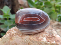 Polished Sashe River Agate Free Forms x 12 From Zimbabwe