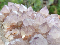 Natural Sunburst Cactus Flower Spirit Amethyst Clusters x 1 From South Africa
