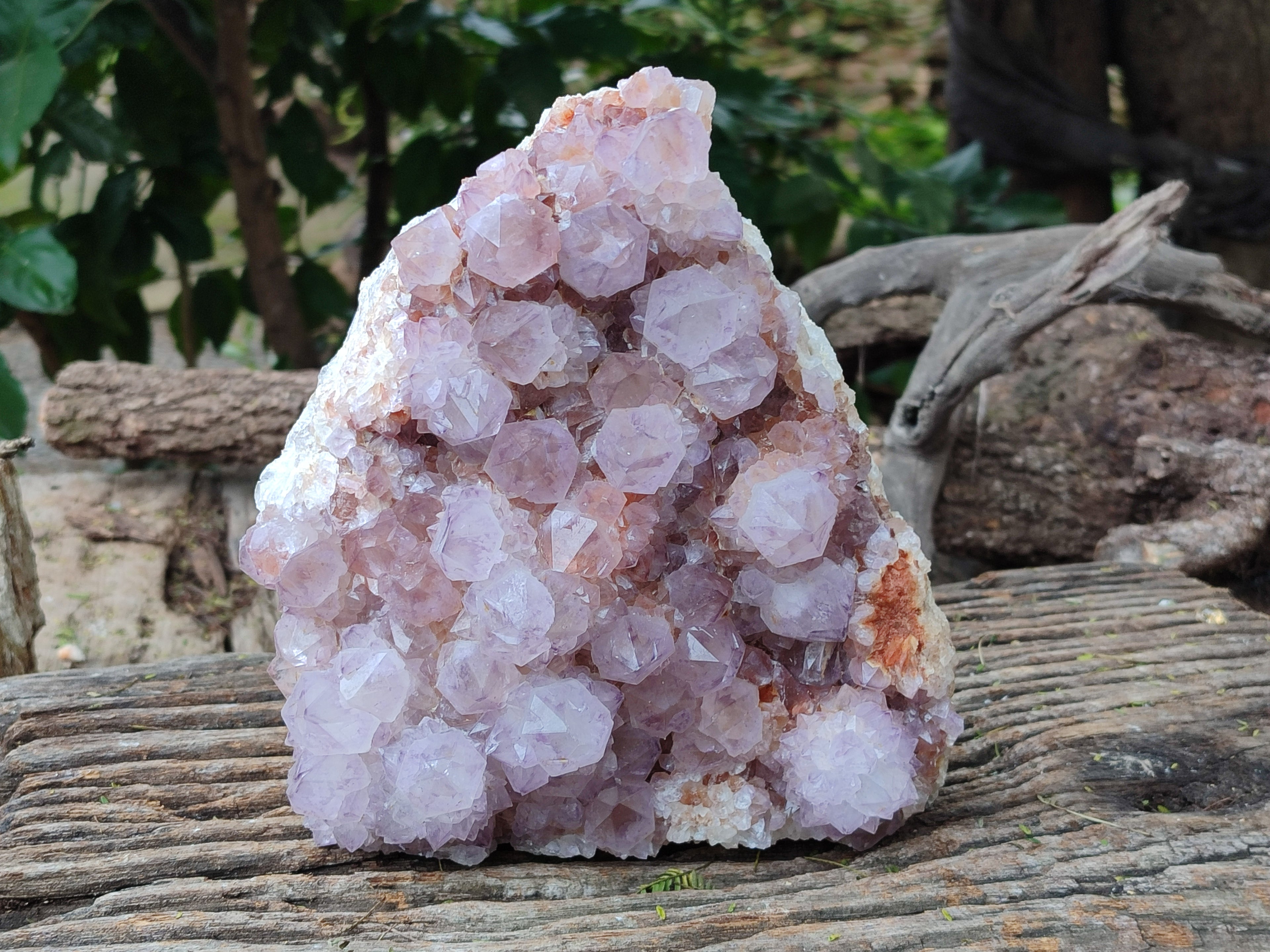 Natural Sunburst Cactus Flower Spirit Amethyst Clusters x 1 From South Africa - Toprock Gemstones and Minerals 