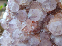 Natural Sunburst Cactus Flower Spirit Amethyst Clusters x 1 From South Africa
