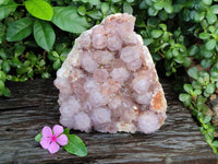 Natural Sunburst Cactus Flower Spirit Amethyst Clusters x 1 From South Africa