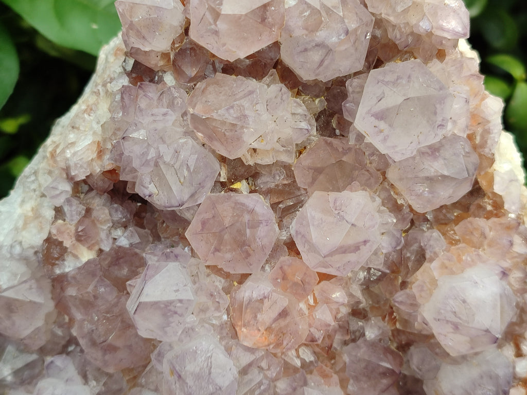 Natural Sunburst Cactus Flower Spirit Amethyst Clusters x 1 From South Africa - Toprock Gemstones and Minerals 