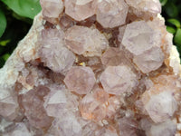 Natural Sunburst Cactus Flower Spirit Amethyst Clusters x 1 From South Africa