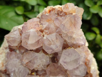 Natural Sunburst Cactus Flower Spirit Amethyst Clusters x 1 From South Africa