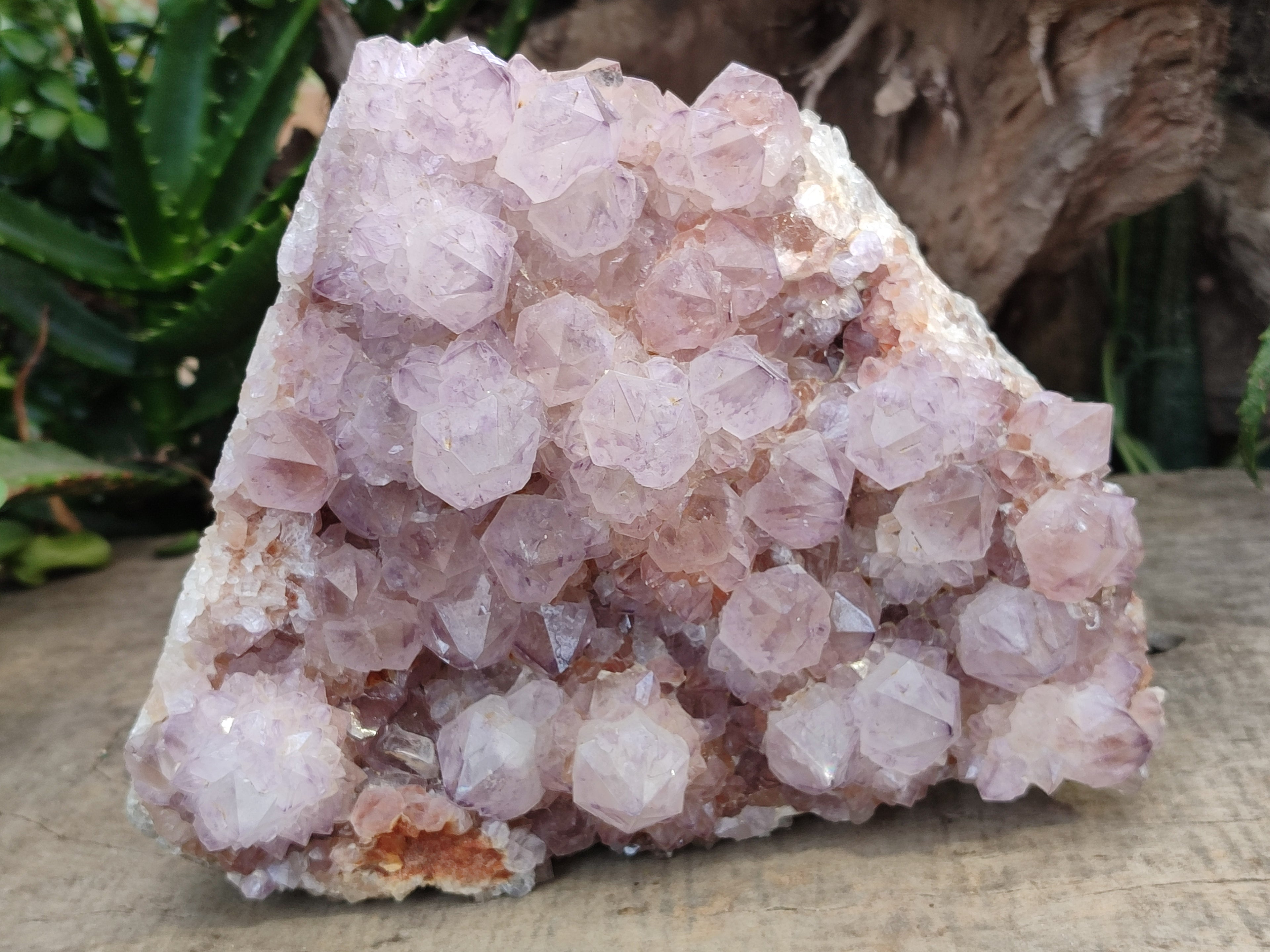 Natural Sunburst Cactus Flower Spirit Amethyst Clusters x 1 From South Africa - Toprock Gemstones and Minerals 