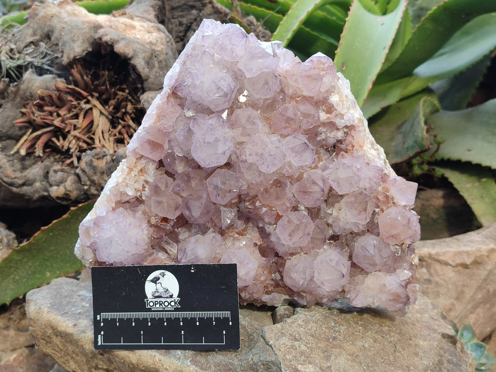 Natural Sunburst Cactus Flower Spirit Amethyst Clusters x 1 From South Africa - Toprock Gemstones and Minerals 