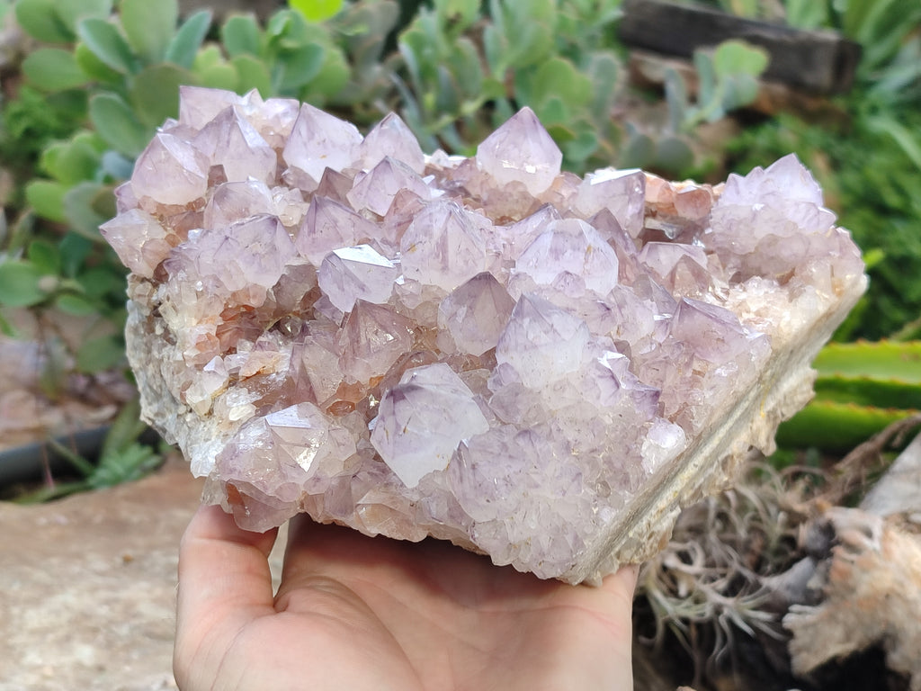 Natural Sunburst Cactus Flower Spirit Amethyst Clusters x 1 From South Africa - Toprock Gemstones and Minerals 